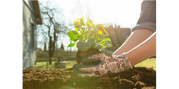 bigstock-gardener-woman-planting-flower-293946622