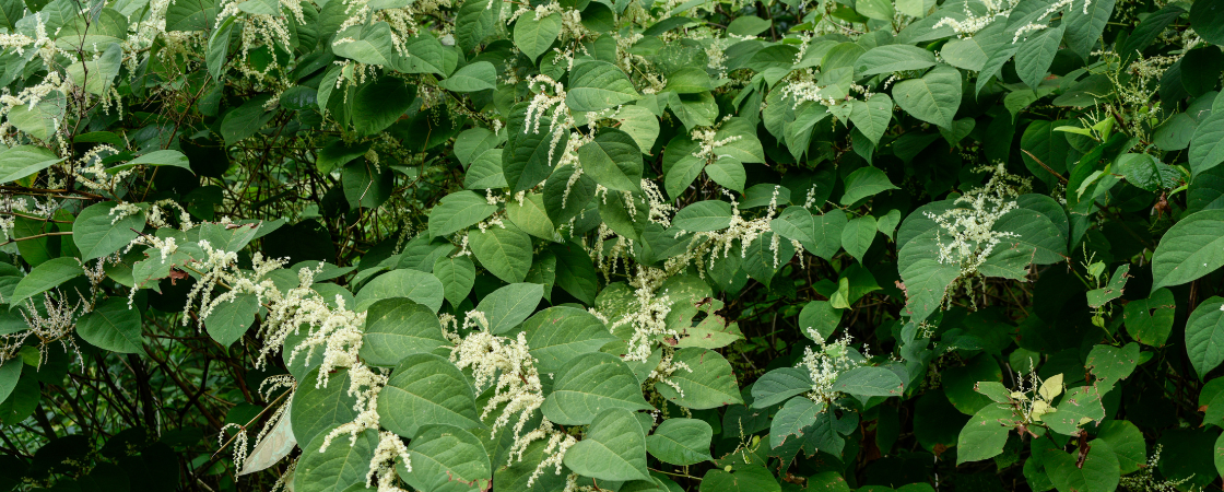 japanese knotweed